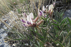 Astragalus eurekensis