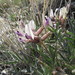 Eureka Milkvetch - Photo (c) bryanto, some rights reserved (CC BY-NC), uploaded by bryanto