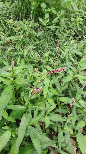 low smartweed