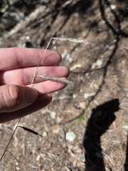Bouteloua pectinata, photograph (c) Rachel, some rights reserved (CC BY)
