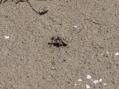 Cephalota circumdata circumdata