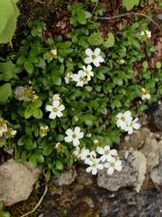 Saxifraga androsacea