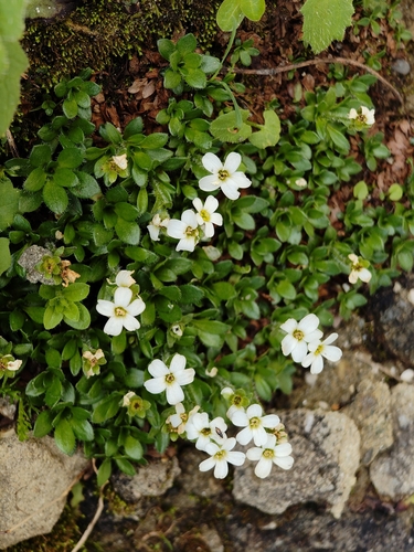 Saxifraga androsacea, photograph 2