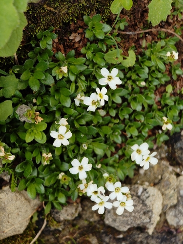 Saxifraga androsacea, photograph 3