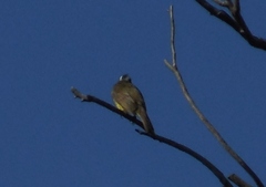 Myiozetetes similis