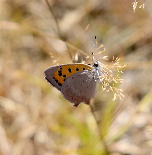 Small Copper