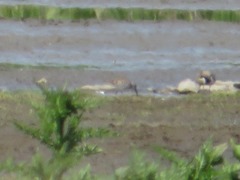 Calidris minuta