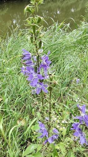 tall bellflower