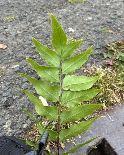 Cyrtomium fortunei, photograph 2