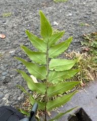 Cyrtomium fortunei, photograph (c) Andrew Tree, some rights reserved (CC BY)