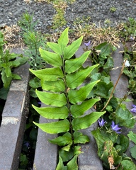Cyrtomium fortunei