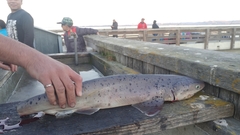 Notorynchus cepedianus