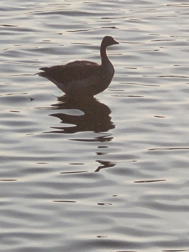 Greylag Goose