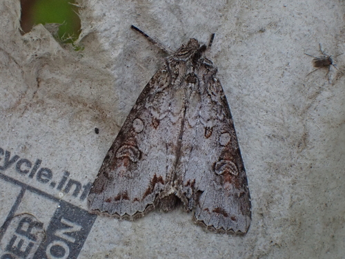 Purple Arches Moth photo 2