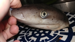 Notorynchus cepedianus