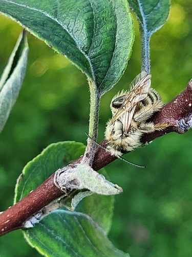 Common Pantaloon Bee