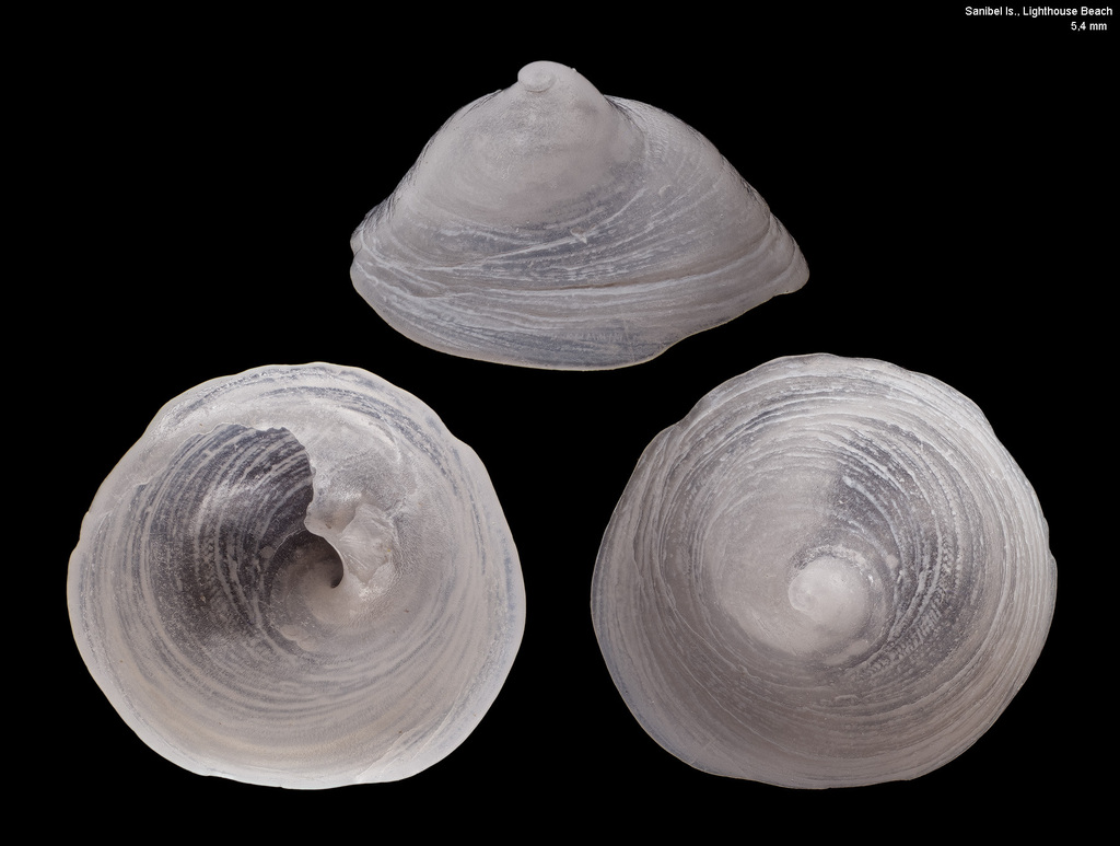 Chinese Hat Snails