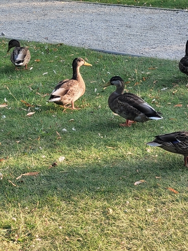 Mallard