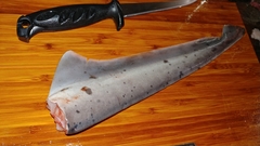 Notorynchus cepedianus