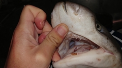 Notorynchus cepedianus