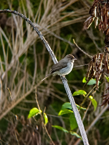 Pileated Finch