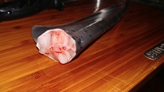 Notorynchus cepedianus