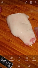 Notorynchus cepedianus