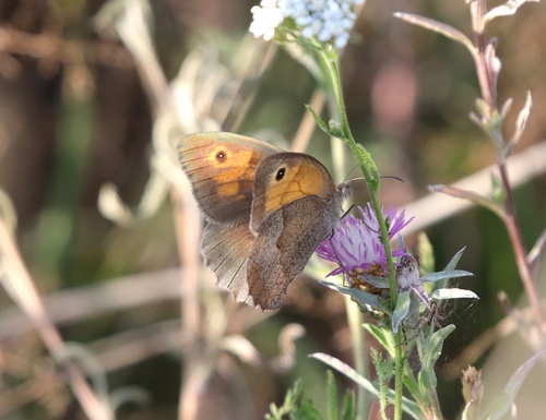 Meadow Brown