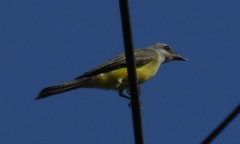 Tyrannus melancholicus