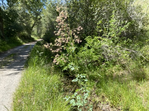 iNaturalist observation photo of Fendler's Meadow-rue