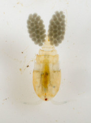 Neocopepoda
