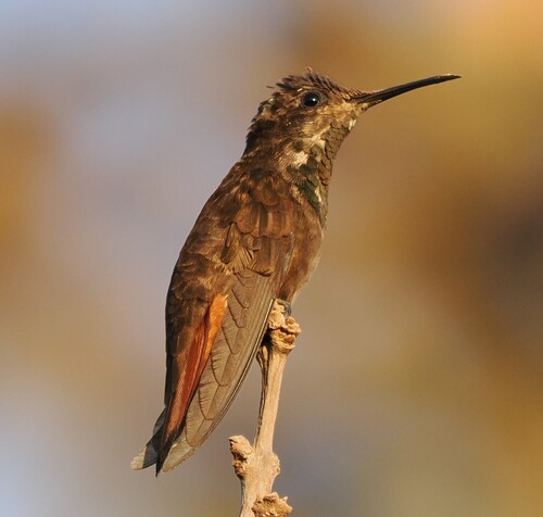 Ruby-topaz Hummingbird