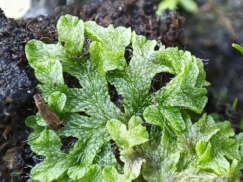 Pond Crystalwort