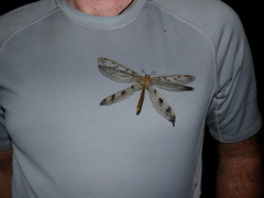 Palparini