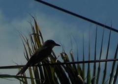 Tyrannus melancholicus