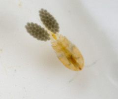 Neocopepoda