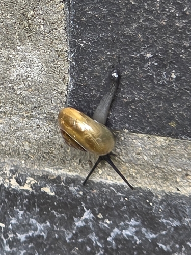 Bekkochlamys, 2026-08-16