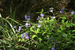 Veronica umbrosa