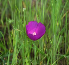 Callirhoe involucrata
