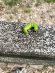 Phlogophora