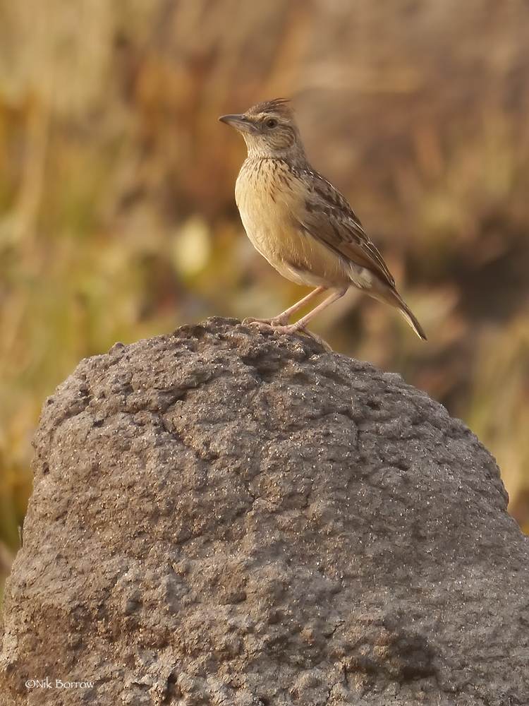 Angola Lark illustration