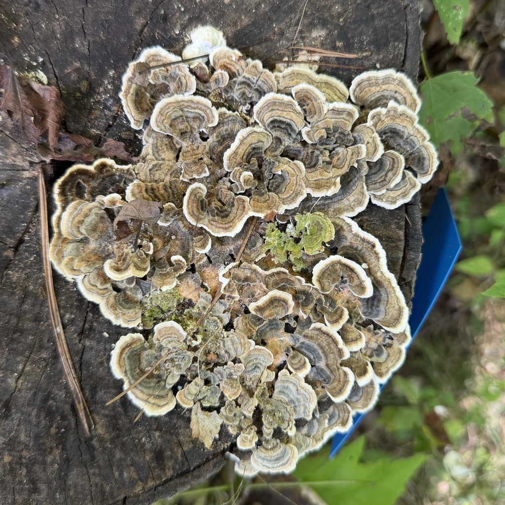 turkey-tail · August 2026 · photo: Photo: no rights reserved · iNaturalist