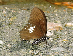 Papilio castor