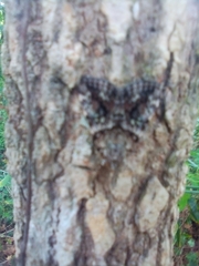 Phosphila miselioides