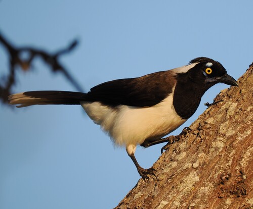White-naped Jay