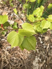 Tilia cordata
