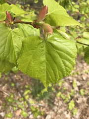 Tilia cordata