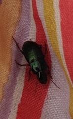 Harpalus affinis