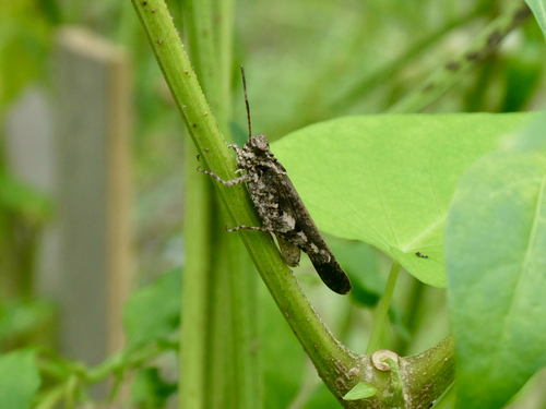 Carinate Locust