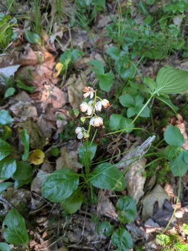 bog wintergreen